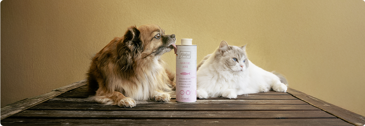 Katze_oel_responsiv