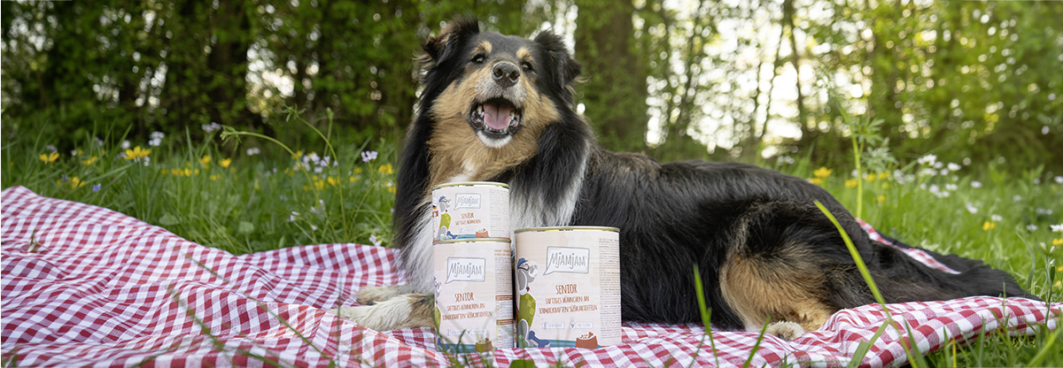 Hund_Senior_responsiv