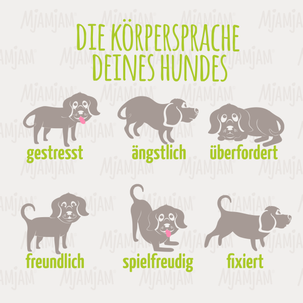 20231106_K-rpersprache-deines-Hundes