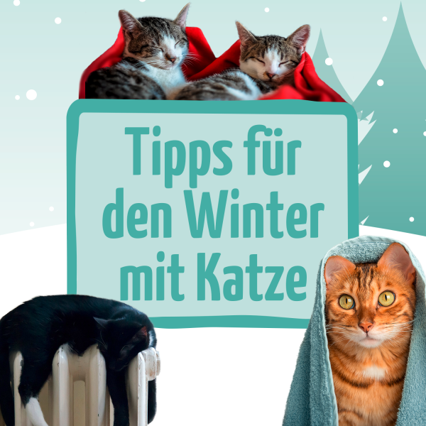 Winter-mit-Katze