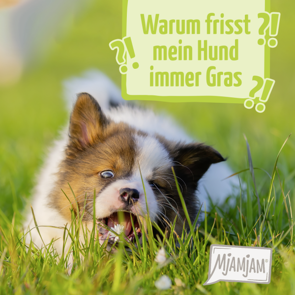 20230926_Wieso-frisst-mein-Hund-Gras_