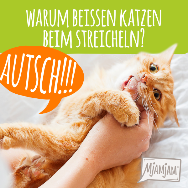 18_Warum-beisst-meine-Katze-beim-Streicheln_