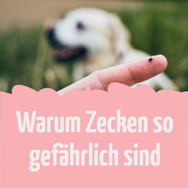 Zeichenfl-che-1bQ1vuuSvwV2XT