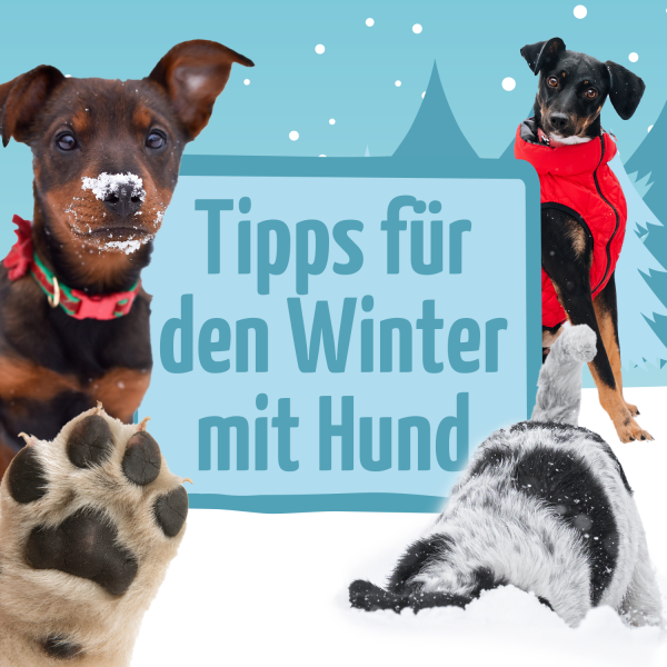 Winter-mit-Hund