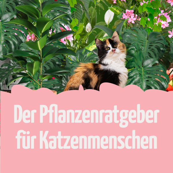 Zeichenfl-che-1qHhMUOI2zoujn